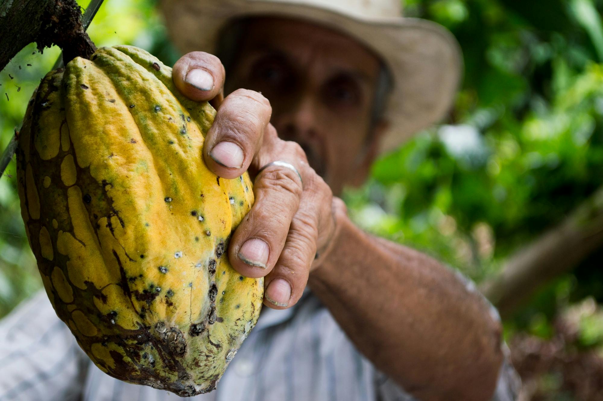 Services A farmer's hand holding a ripe cacao pod during the harvest season in a lush plantation.