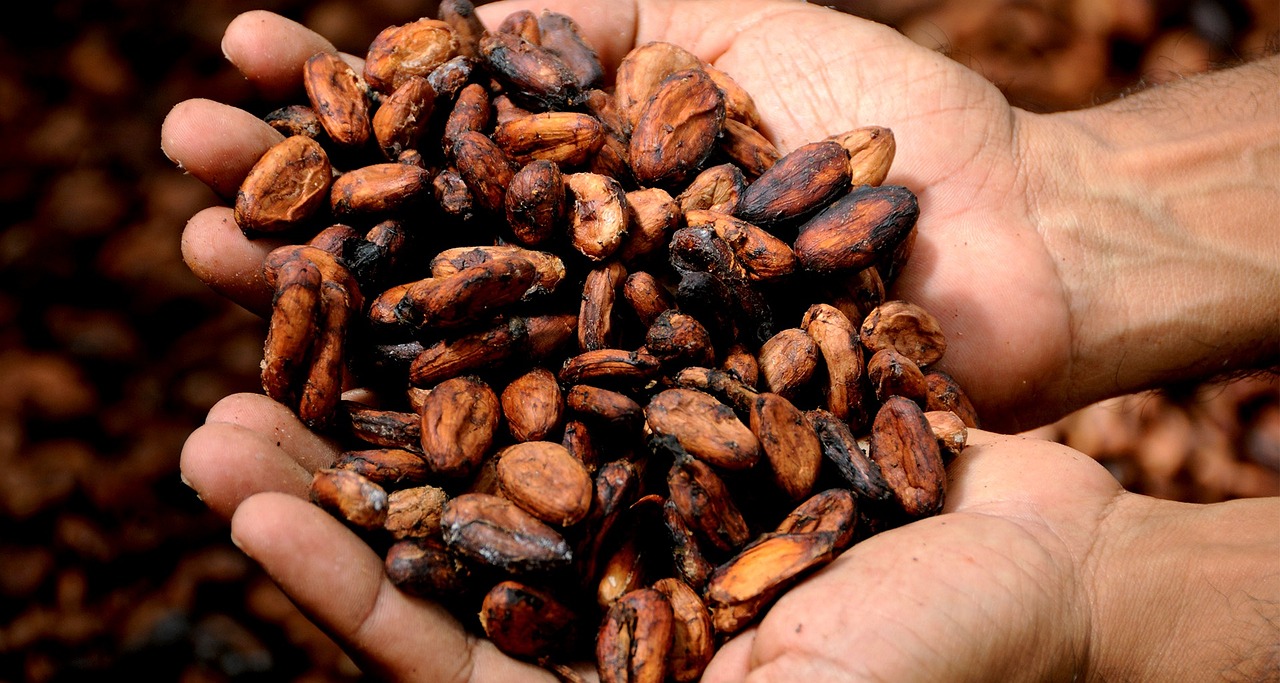 Services hands, cocoa, cacao, delicious, cocoa nibs, cocoa bean, cocoa butter, aroma, holding, cocoa beans, chocolate, man, brown chocolate, cocoa, cocoa, cocoa, cocoa, cacao, cacao, cacao, cacao, cacao, cocoa bean, cocoa beans, cocoa beans, chocolate